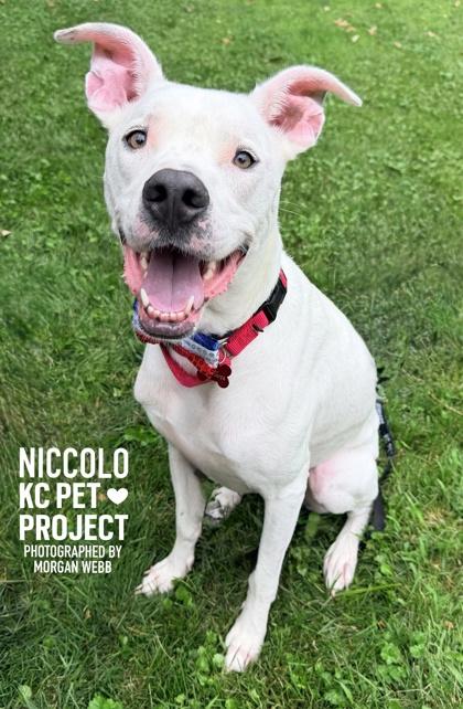 Niccolo, a Adoptable mixed breed in Kansas City, MO image 3/3