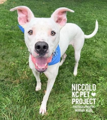 Enlarge Niccolo, a Adoptable mixed breed in Kansas City, MO image 2/3