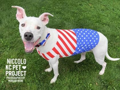 Enlarge Niccolo, a Adoptable mixed breed in Kansas City, MO image 3/3