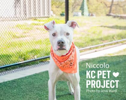 Niccolo, a Adoptable mixed breed in Kansas City, MO image 3/3