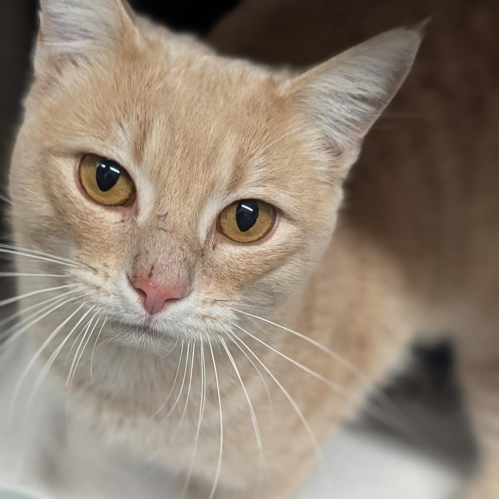 Enlarge McFlurry, an adopted Domestic Short Hair in Cape Girardeau, MO image 1/1