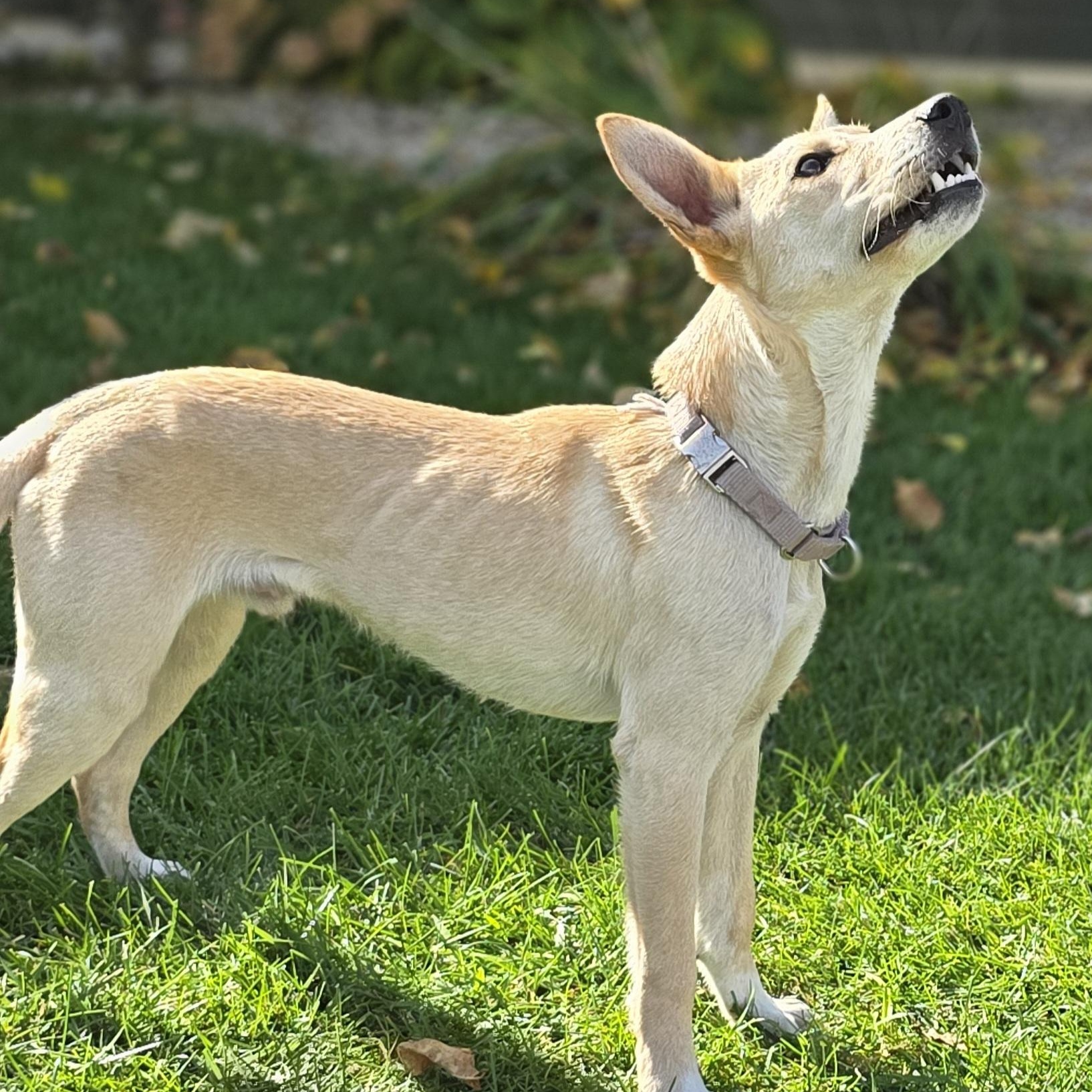 HANK, Adoptable, Puppy Female Collie & Labrador Retriever.