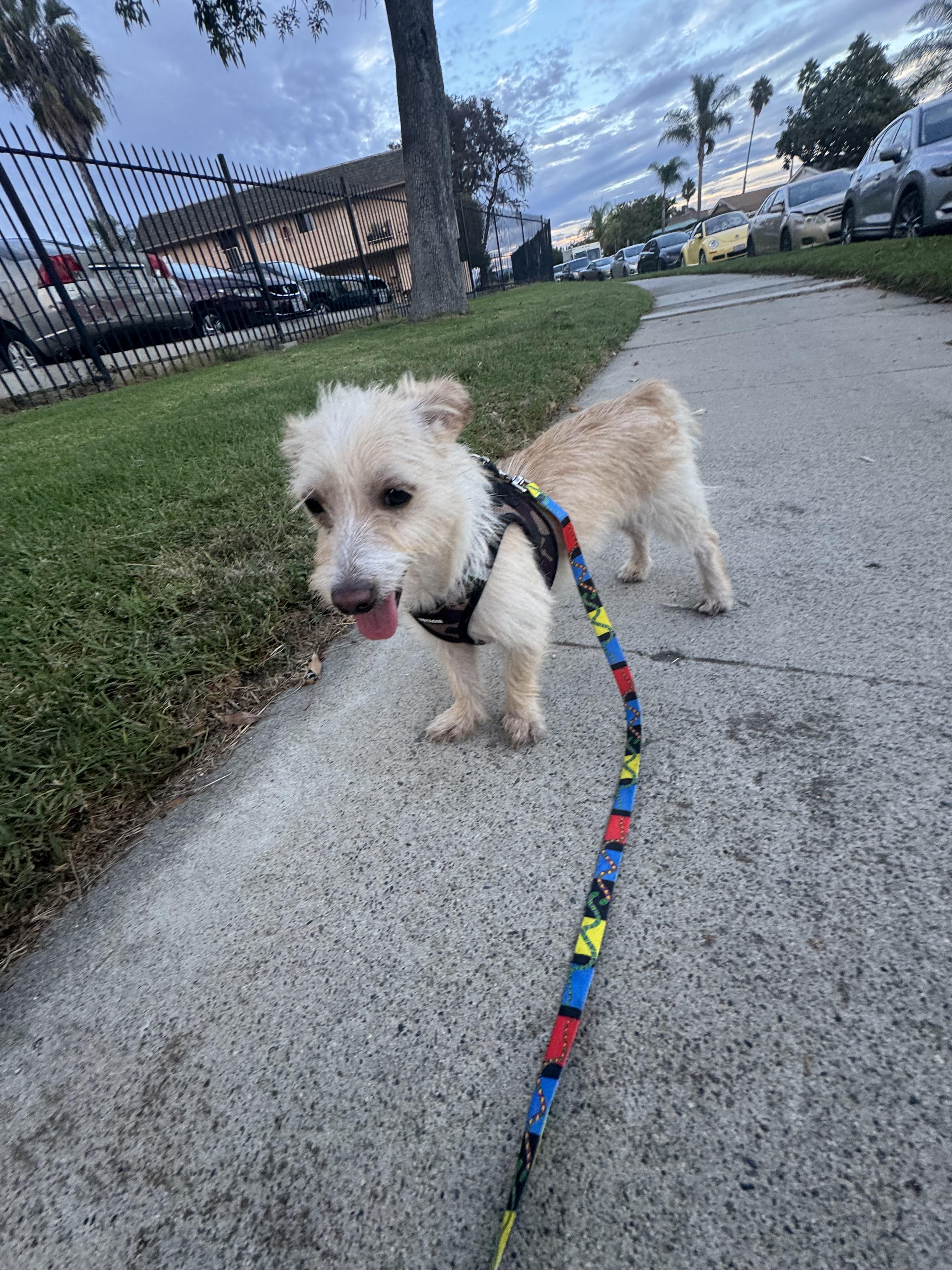 Lory, Adoptable, Young Female Cairn Terrier.