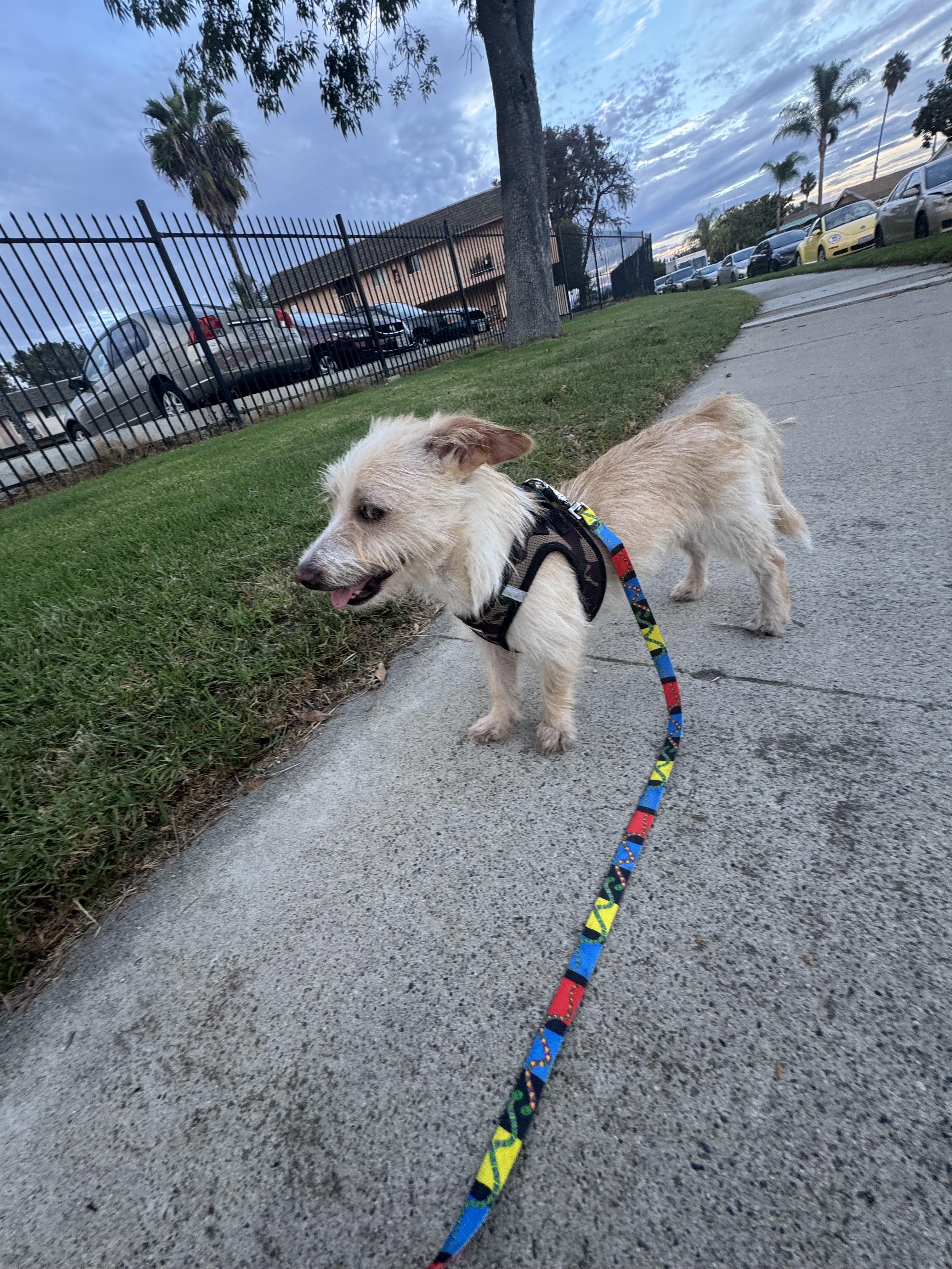 Enlarge Lory, a Adoptable Cairn Terrier in Chula Vista, CA image 4/6