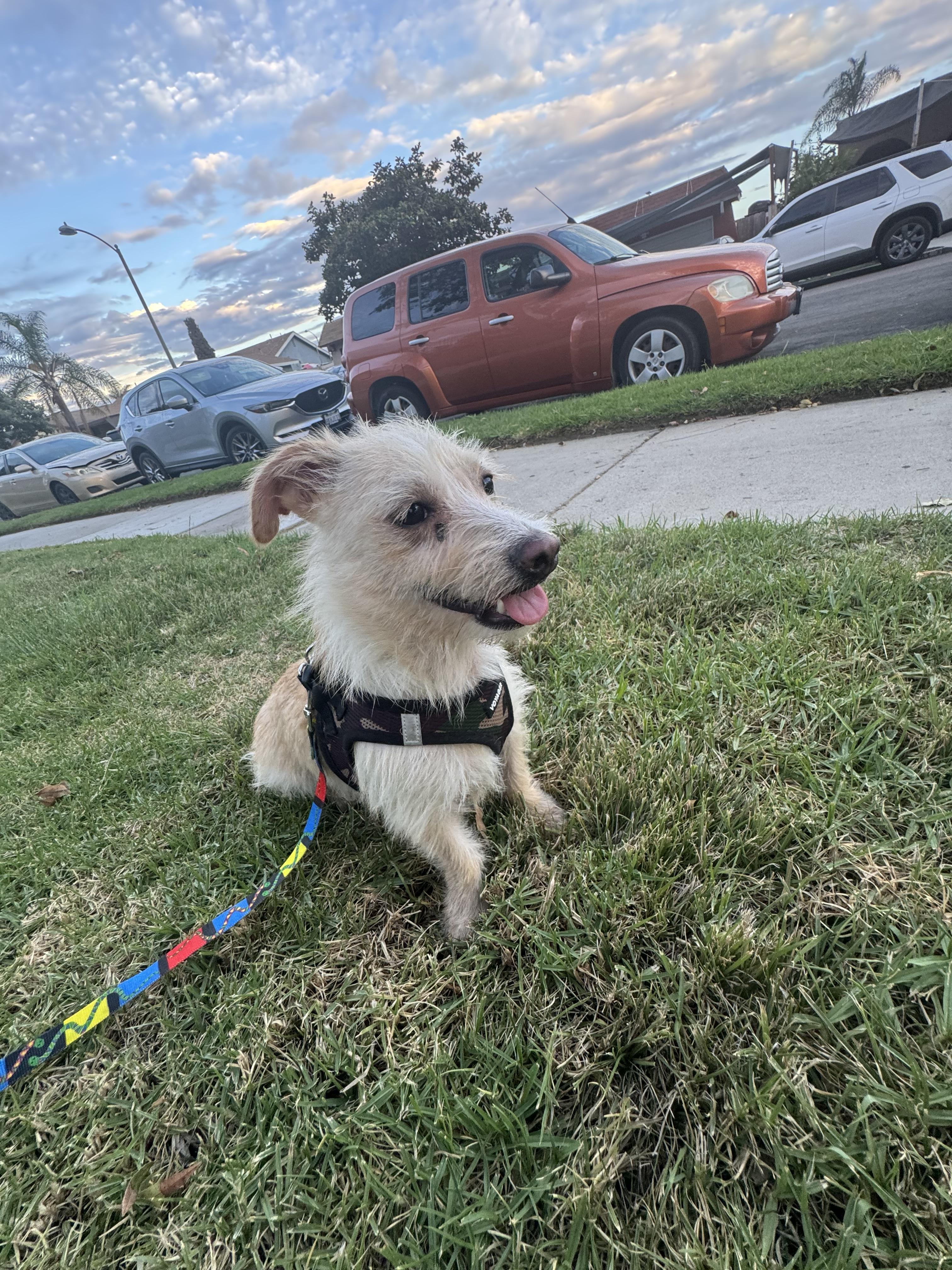 Enlarge Lory, a Adoptable Cairn Terrier in Chula Vista, CA image 5/6