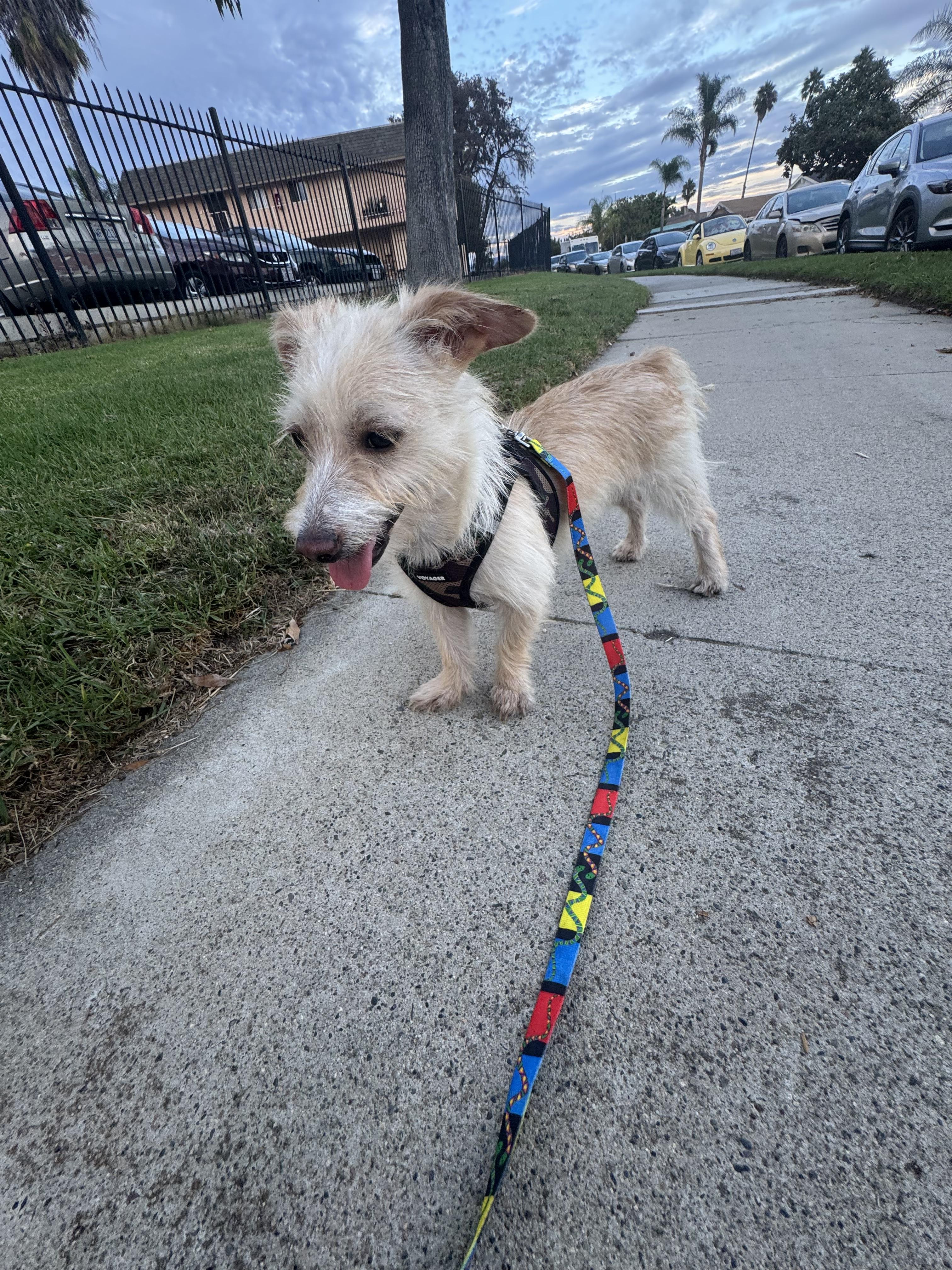Enlarge Lory, a Adoptable Cairn Terrier in Chula Vista, CA image 3/6