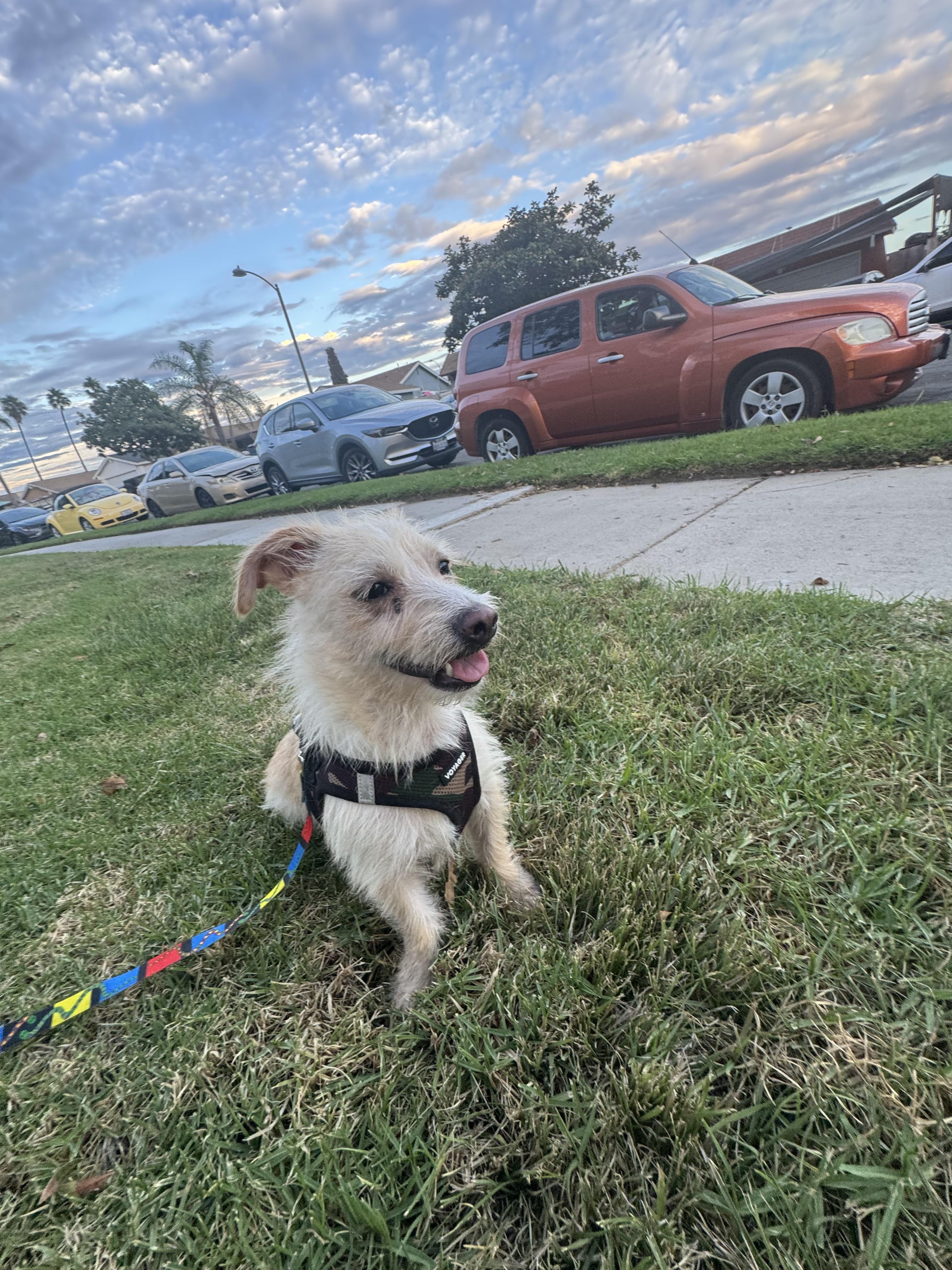 Enlarge Lory, a Adoptable Cairn Terrier in Chula Vista, CA image 6/6