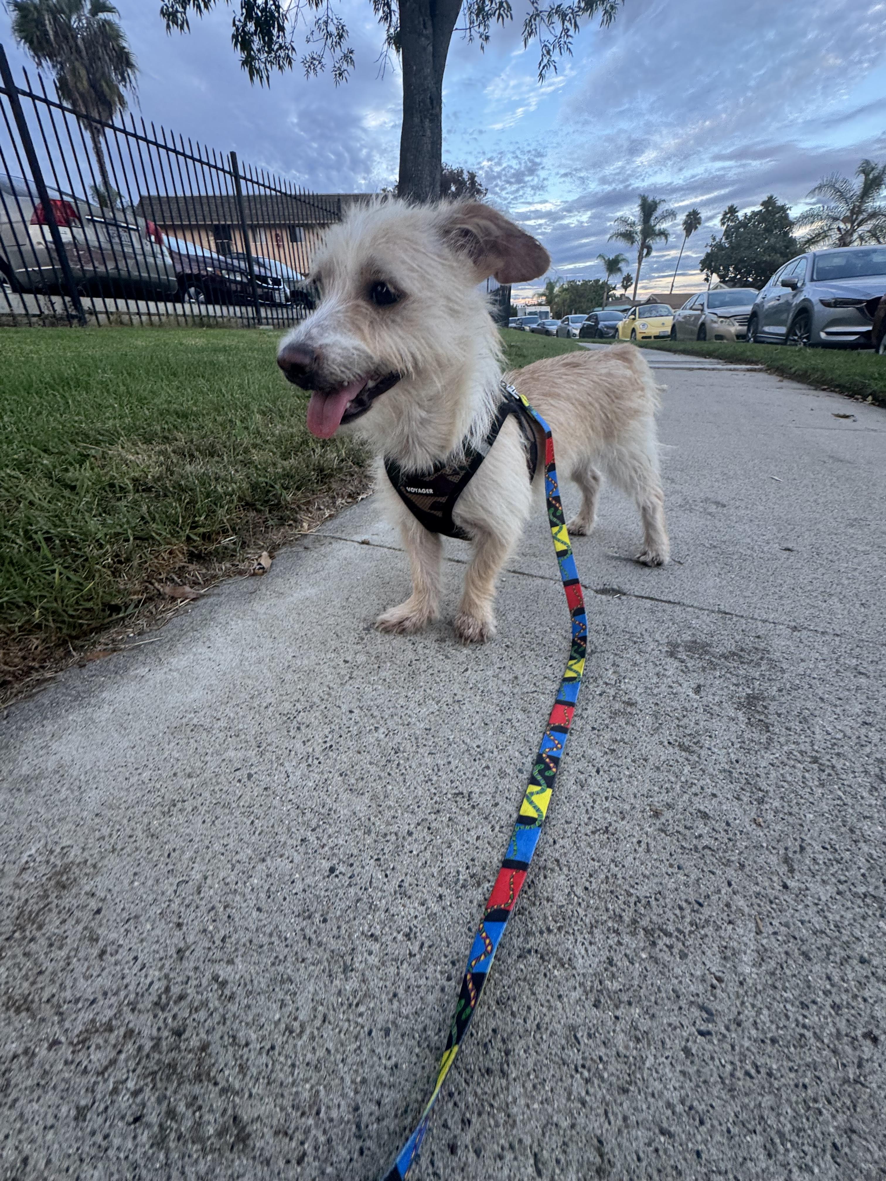 Enlarge Lory, a Adoptable Cairn Terrier in Chula Vista, CA image 2/6