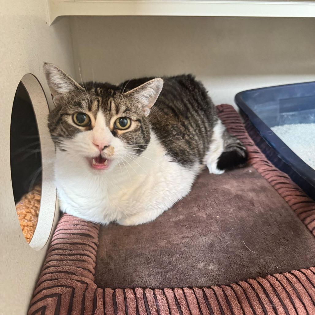 Valentine, Adoptable, Senior Female Domestic Short Hair.