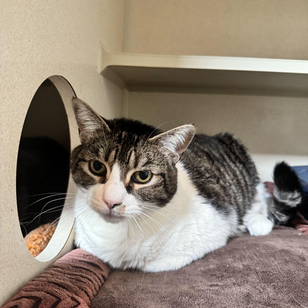 Enlarge Valentine, a Adoptable mixed breed in Louisville, KY image 2/2