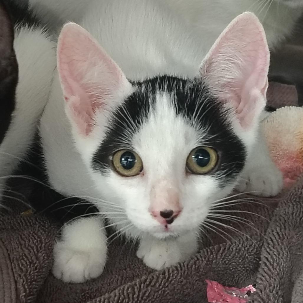 Rumba, Adoptable, Kitten Male Domestic Short Hair.