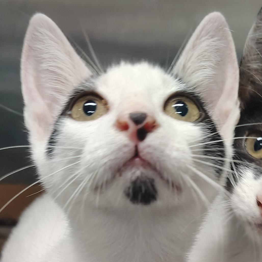 Rumba, a Adoptable Domestic Short Hair in Vieques, PR image 2/2