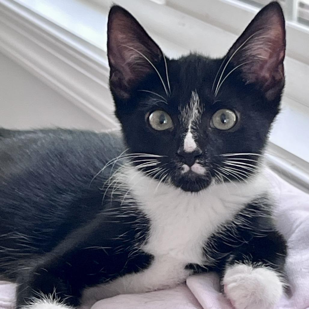 Cal, Adoptable, Kitten Male Domestic Short Hair.