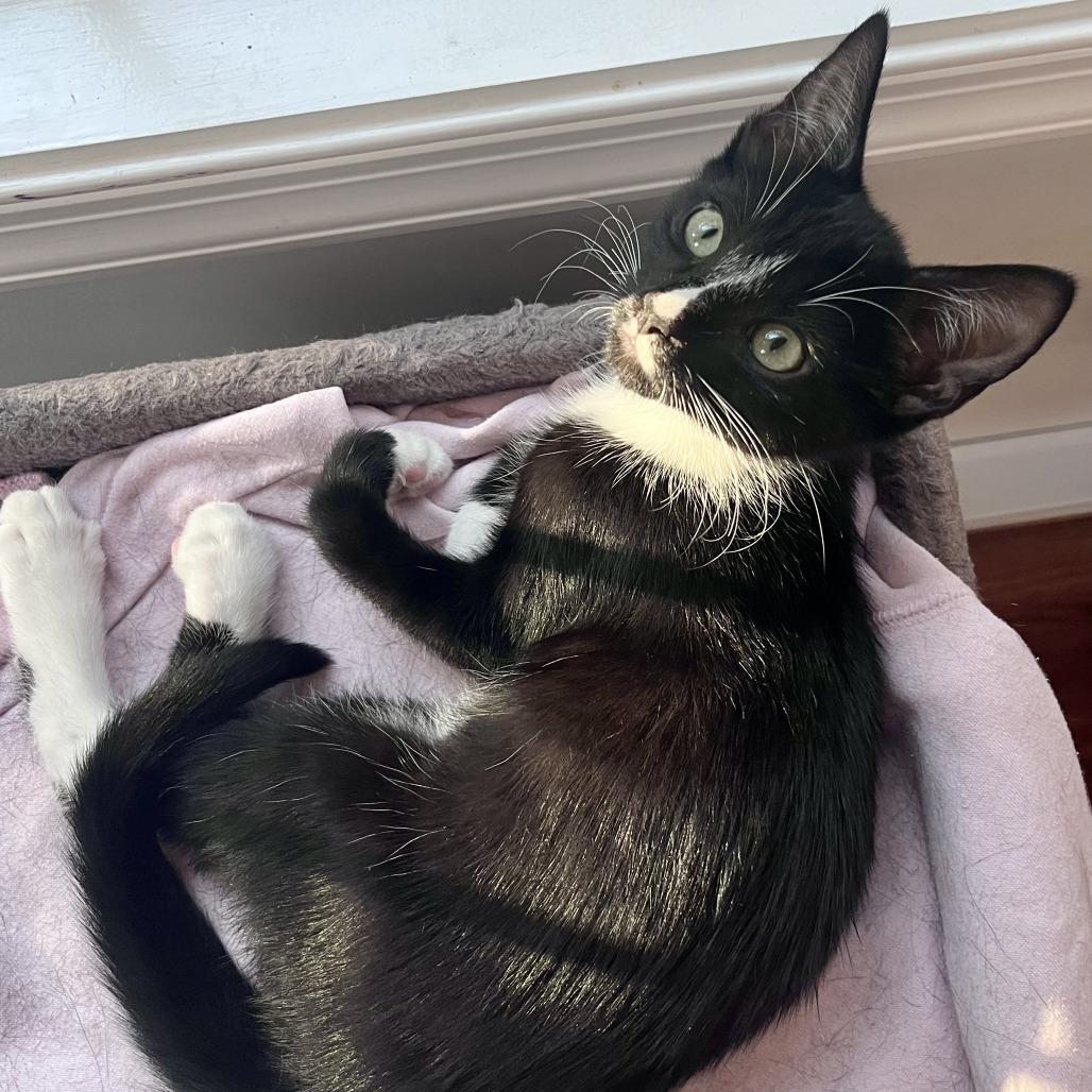 Enlarge Cal, a Adoptable Domestic Short Hair in Richmond, VA image 2/3