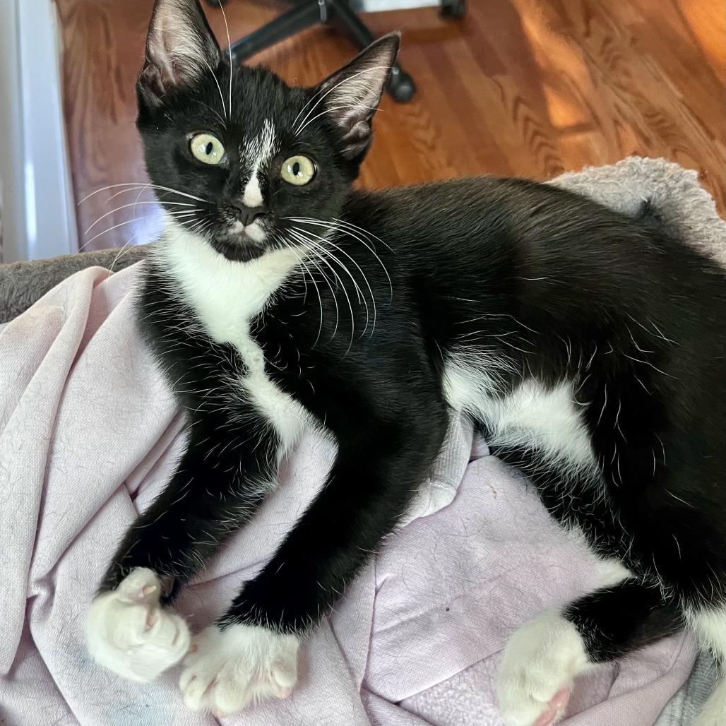 Enlarge Cal, a Adoptable Domestic Short Hair in Richmond, VA image 3/3