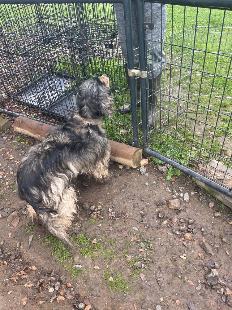 Brownie, Adoptable, Young Male Spaniel.