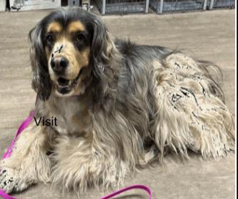 Brownie, a Adoptable mixed breed in Jamestown, CA image 2/3