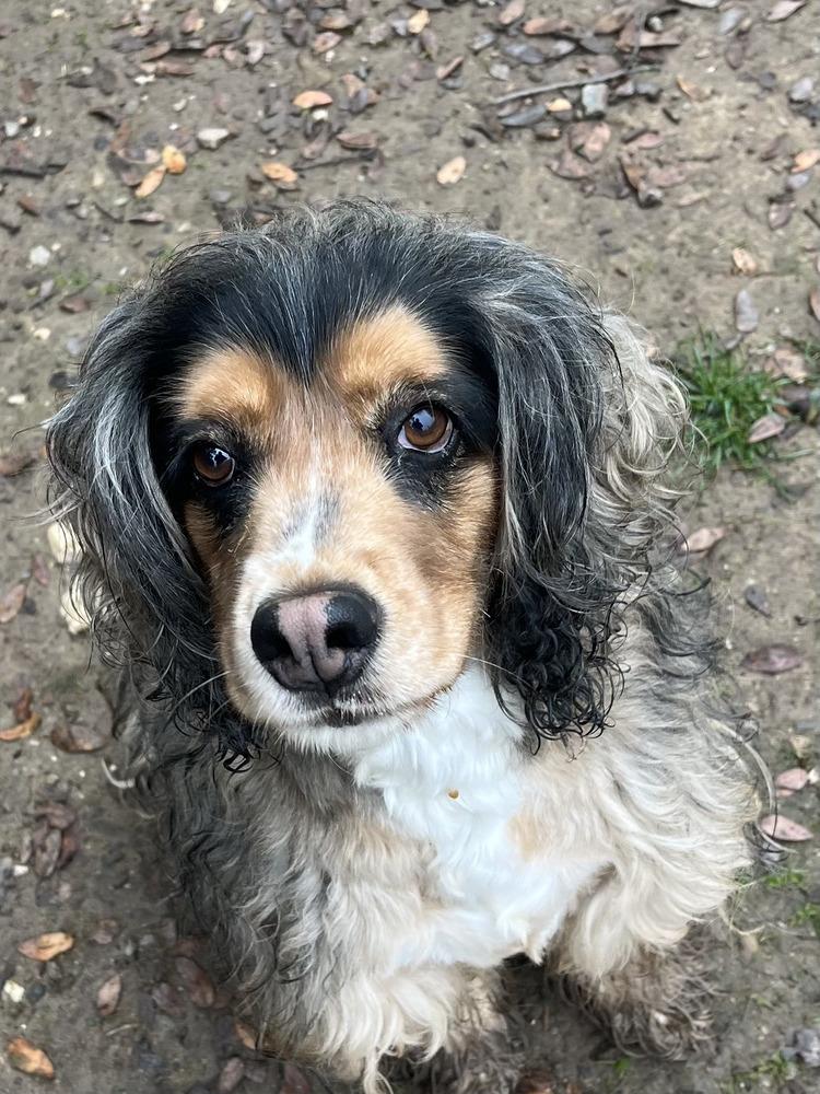 Brownie, a Adoptable mixed breed in Jamestown, CA image 3/3