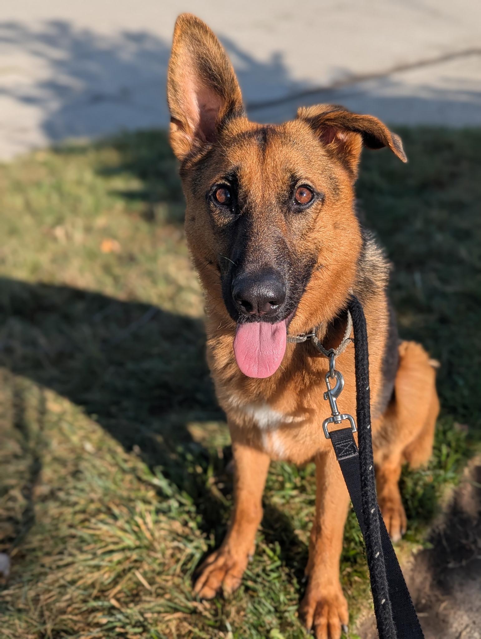 Enlarge Angel, a ADOPTABLE German Shepherd Dog in Detroit, MI image 3/6