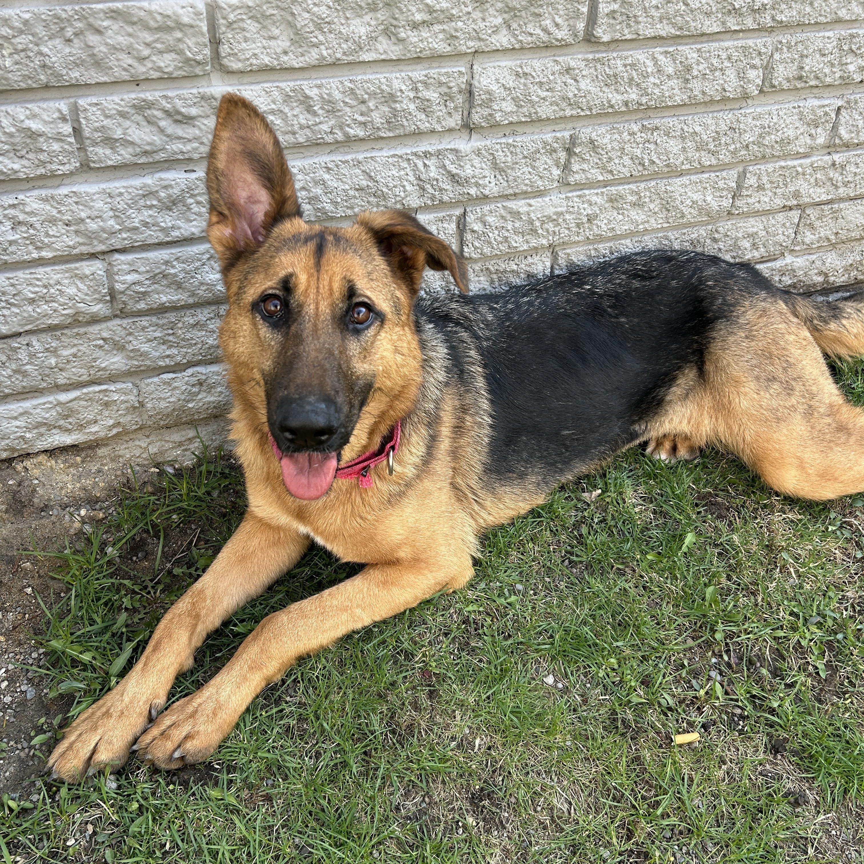 Angel, a ADOPTABLE German Shepherd Dog in Detroit, MI image 2/5