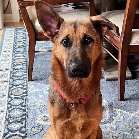 Angel, a ADOPTABLE German Shepherd Dog in Detroit, MI image 5/5