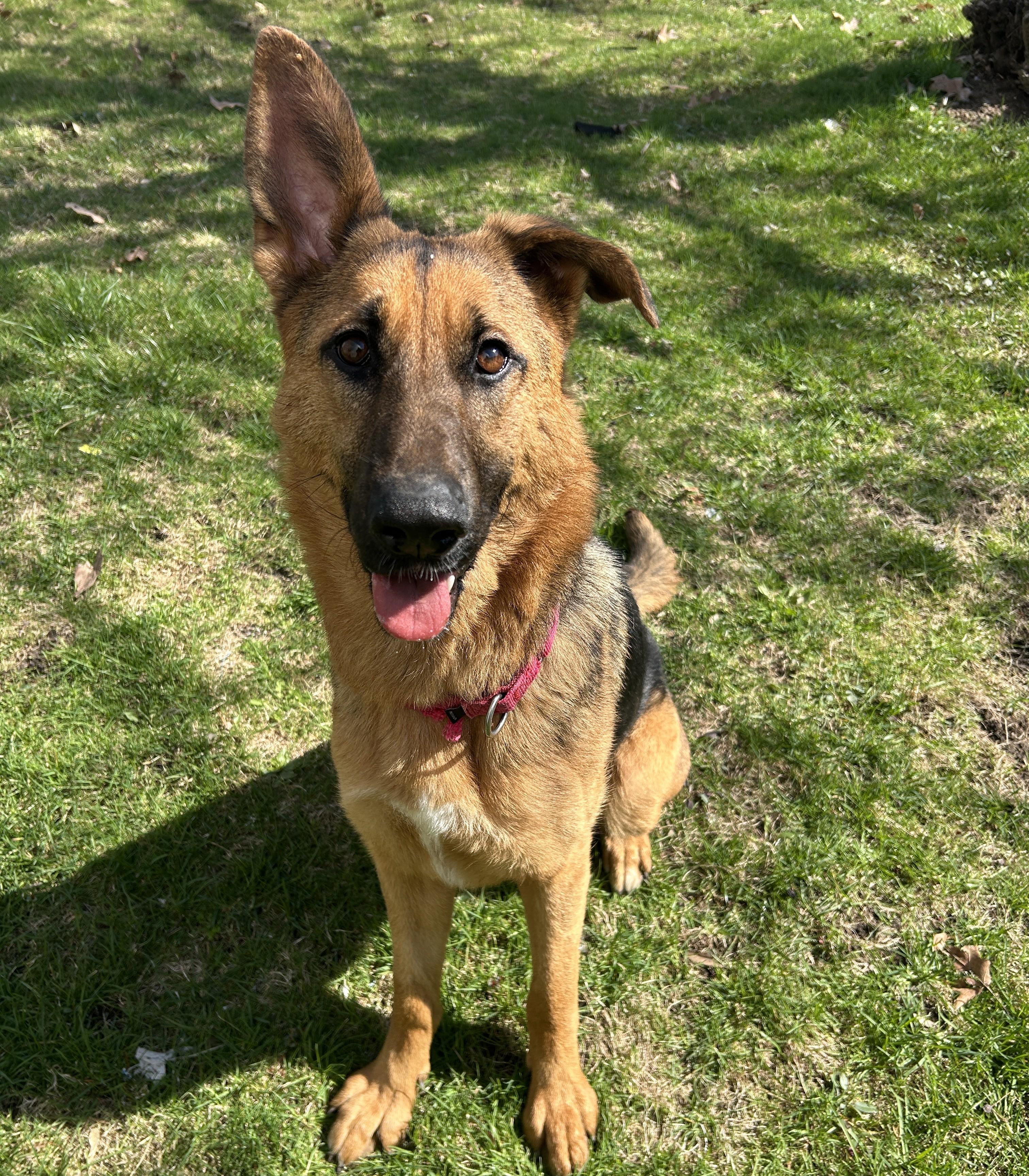Angel, a ADOPTABLE German Shepherd Dog in Detroit, MI image 4/5