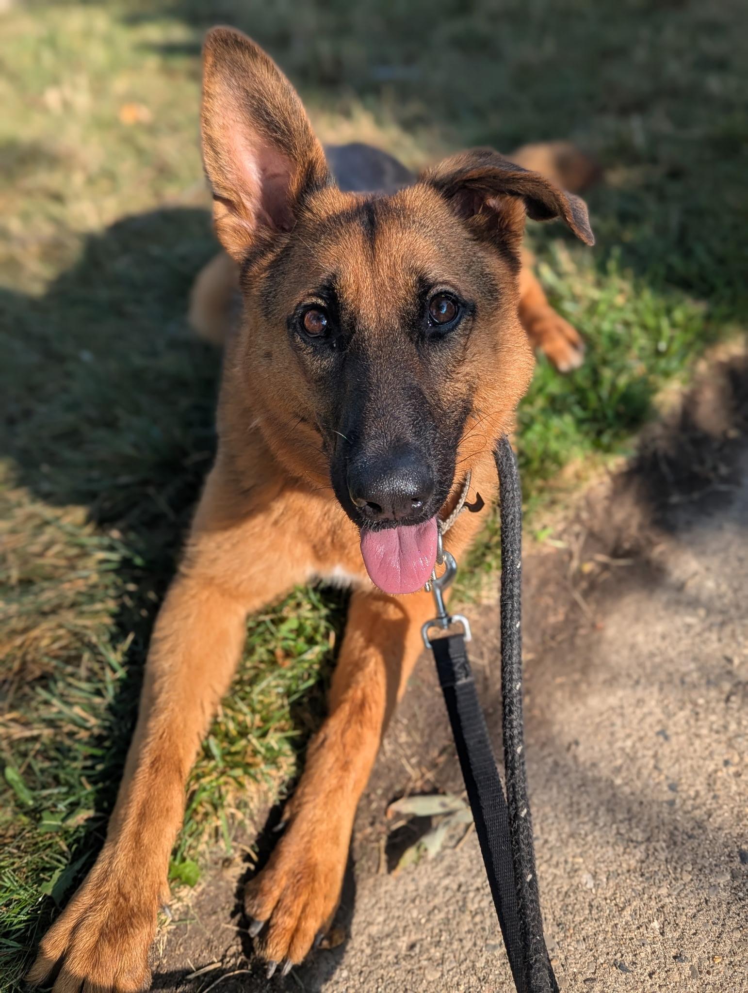 Enlarge Angel, a ADOPTABLE German Shepherd Dog in Detroit, MI image 5/6
