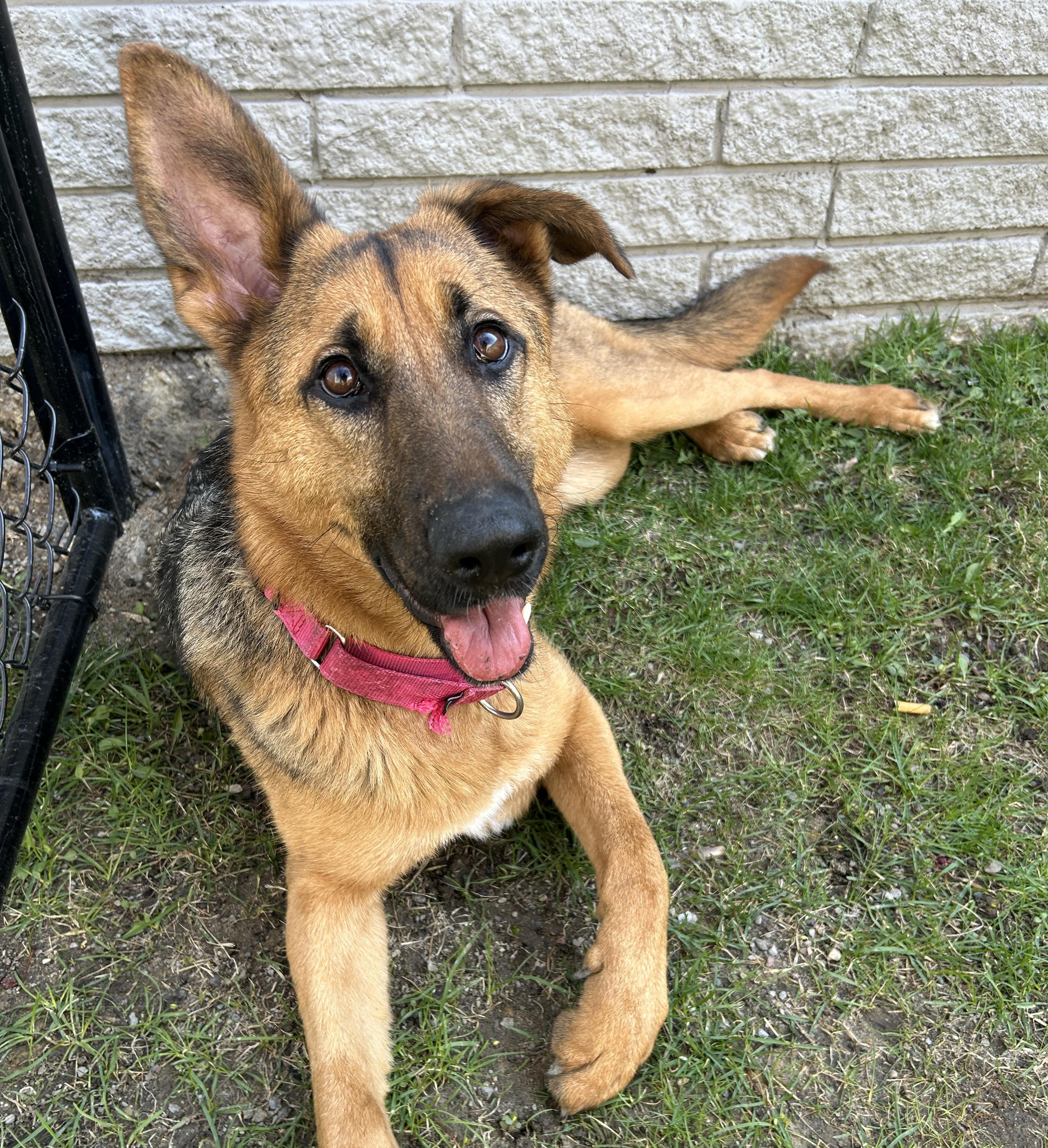 Angel, a ADOPTABLE German Shepherd Dog in Detroit, MI image 1/5
