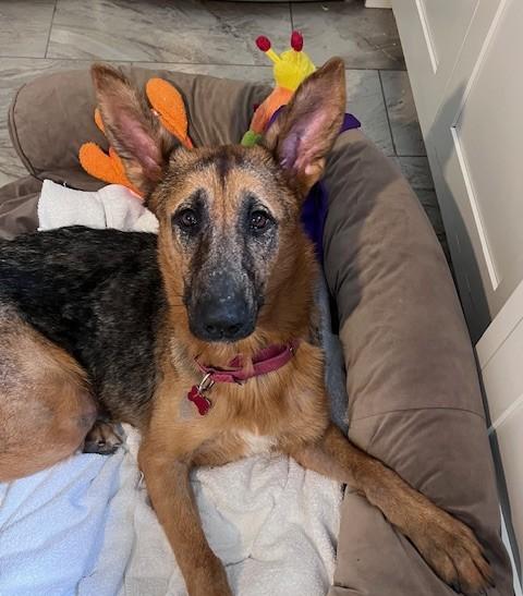 Angel, a ADOPTABLE German Shepherd Dog in Detroit, MI image 3/5