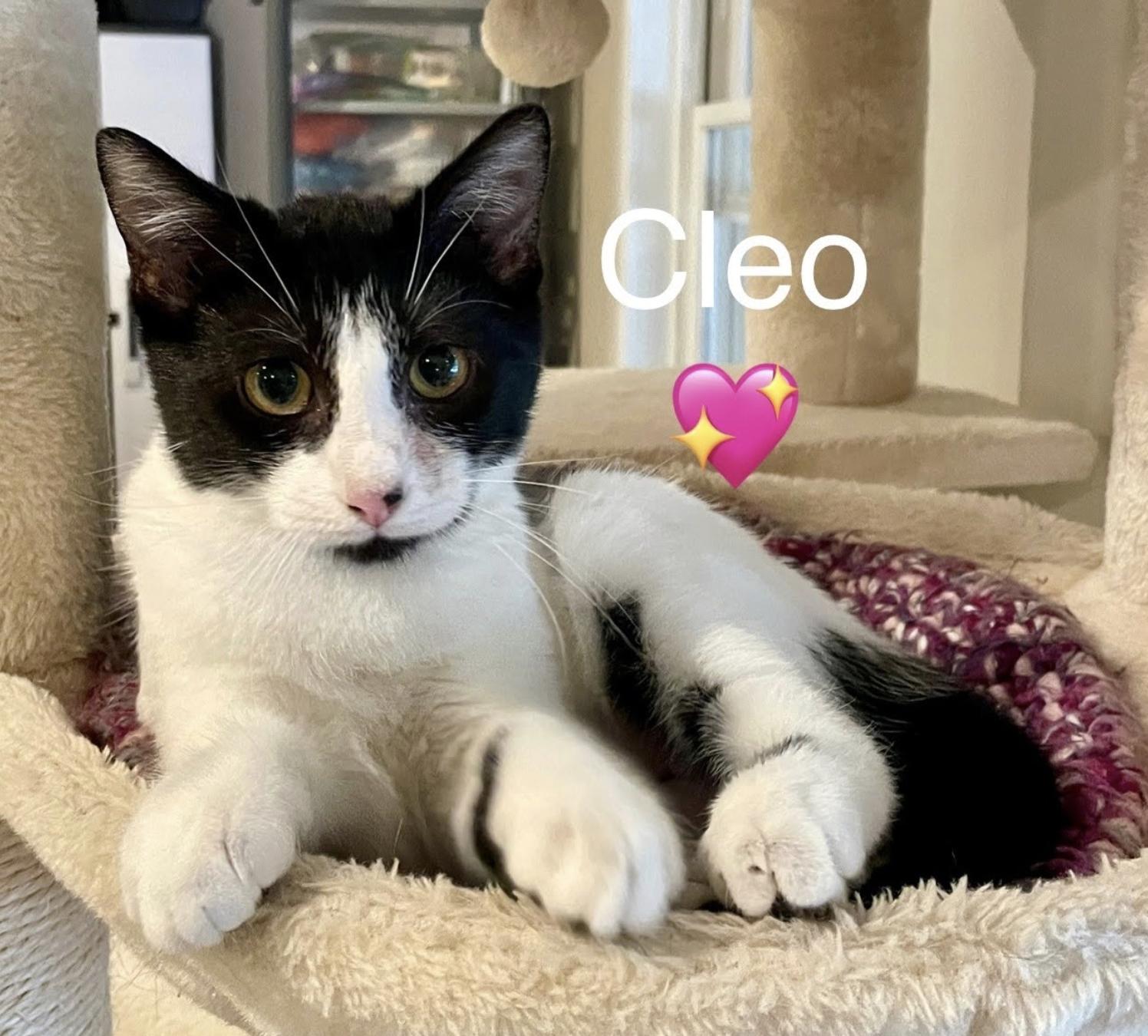 Cleo