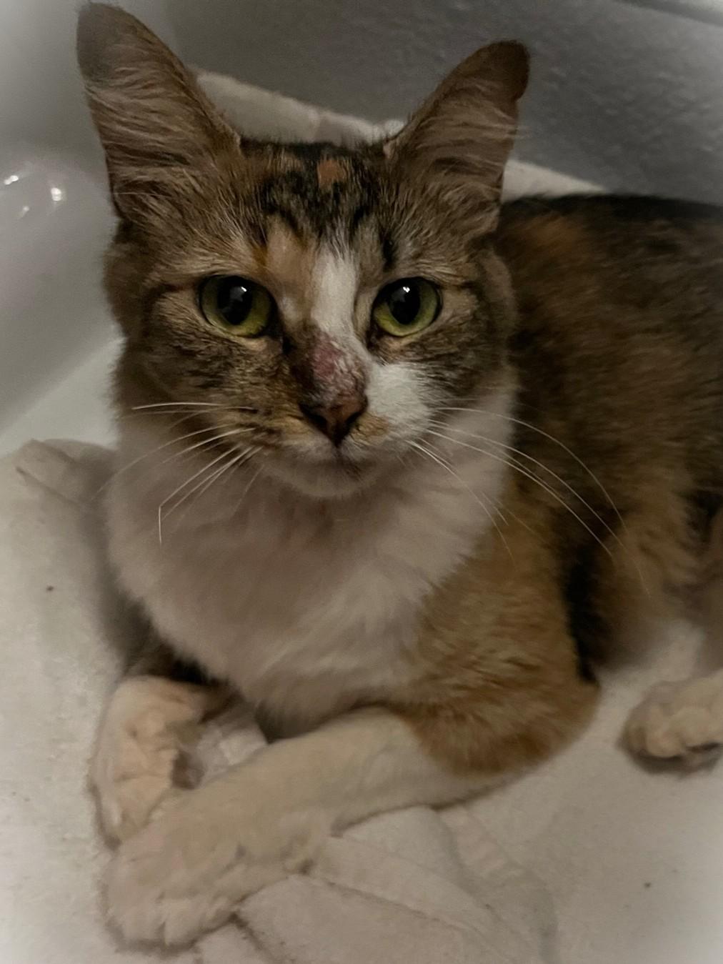 Enlarge Foxy ~ Adopter or Foster needed, a ADOPTABLE Domestic Medium Hair in Avon Park, FL image 3/6