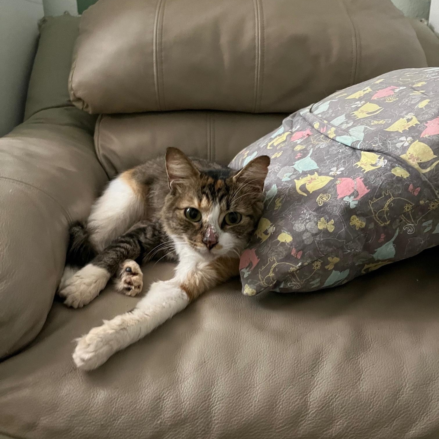 Enlarge Foxy ~ Adopter or Foster needed, a ADOPTABLE Domestic Medium Hair in Avon Park, FL image 4/6