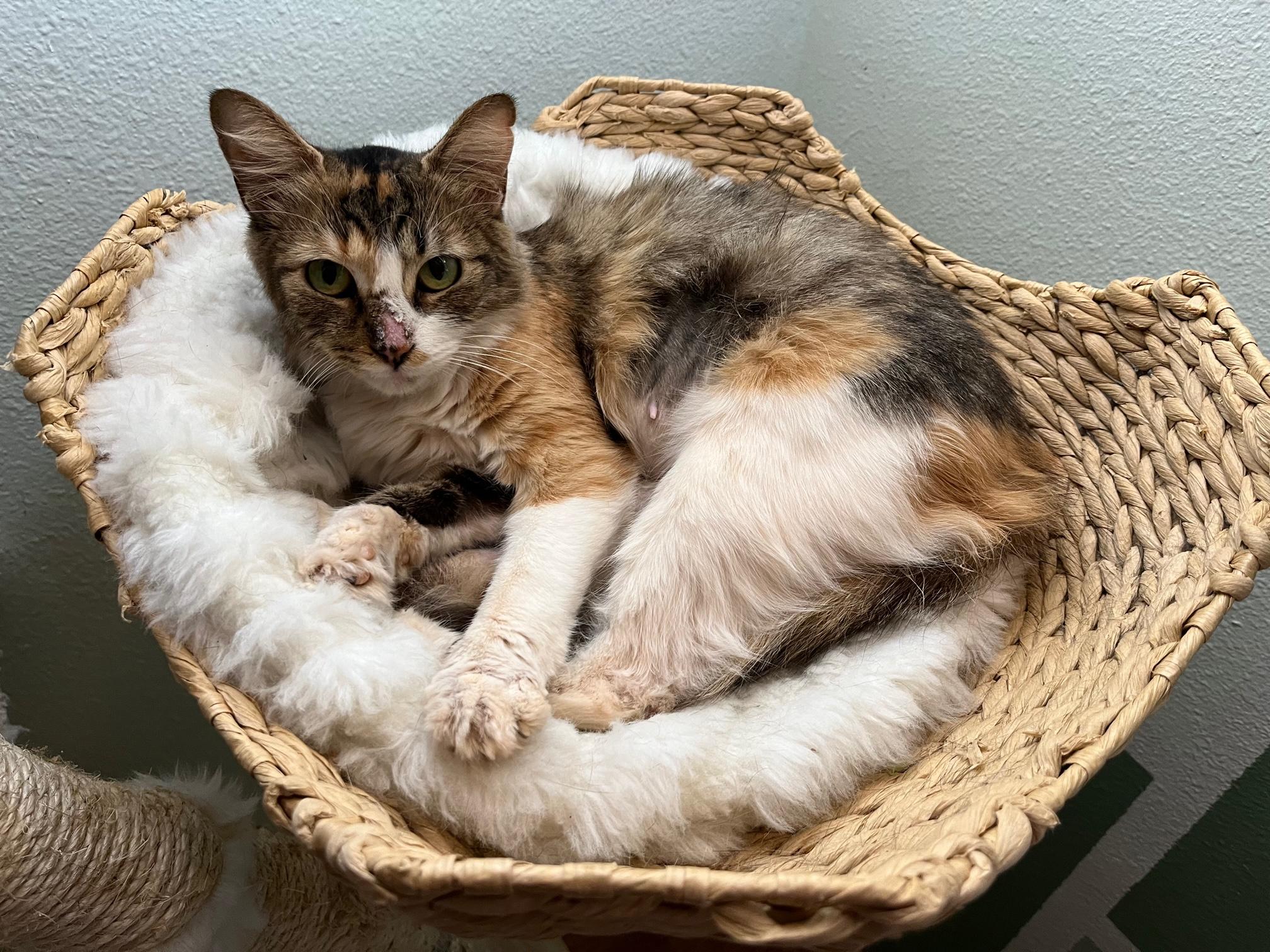 Enlarge Foxy ~ Adopter or Foster needed, a ADOPTABLE Domestic Medium Hair in Avon Park, FL image 2/6