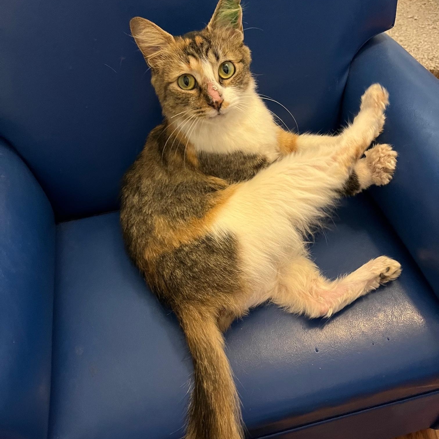 Foxy ~ Adopter or Foster needed, ADOPTABLE, Kitten Female Domestic Medium Hair.