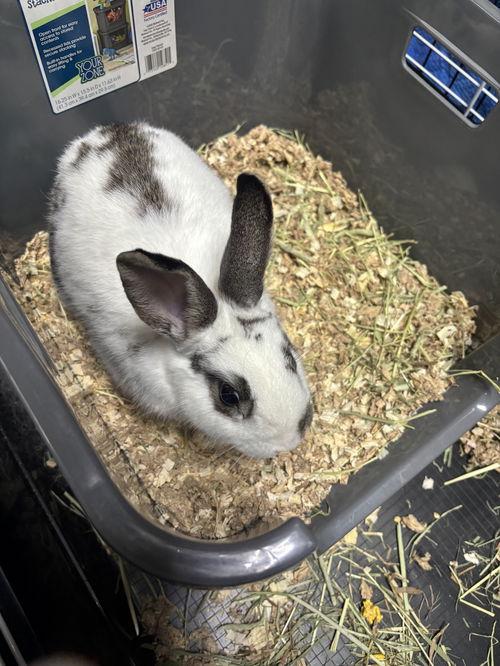 Enlarge Slim, a ADOPTABLE Polish in Mount Royal, NJ image 3/4