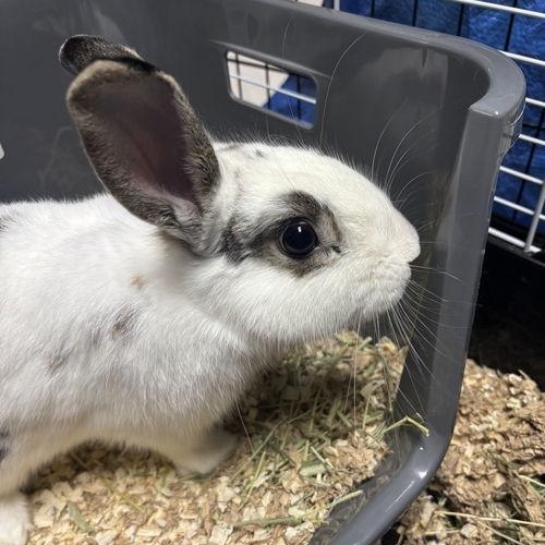 Slim, ADOPTABLE, Young Male Polish.