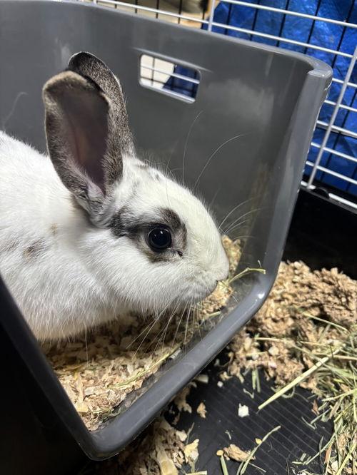 Enlarge Slim, a ADOPTABLE Polish in Mount Royal, NJ image 4/4