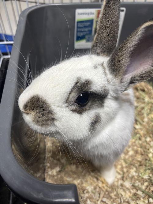 Enlarge Slim, a ADOPTABLE Polish in Mount Royal, NJ image 2/4