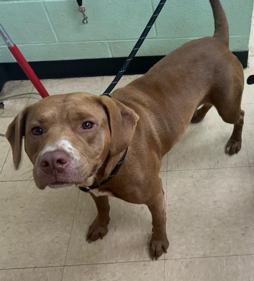 Leia, Adoptable, Adult Female Chocolate Labrador Retriever.