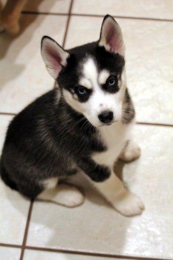 Jingle, adopted, Puppy Male Husky & Poodle.