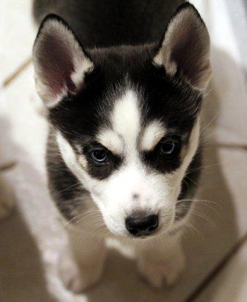 Enlarge Jingle, an adopted mixed breed in Bedford Hills, NY image 4/4