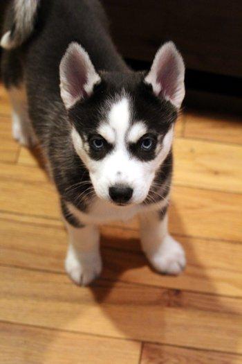 Enlarge Jingle, an adopted mixed breed in Bedford Hills, NY image 2/4