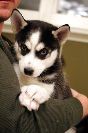 Enlarge Jingle, an adopted mixed breed in Bedford Hills, NY image 3/4