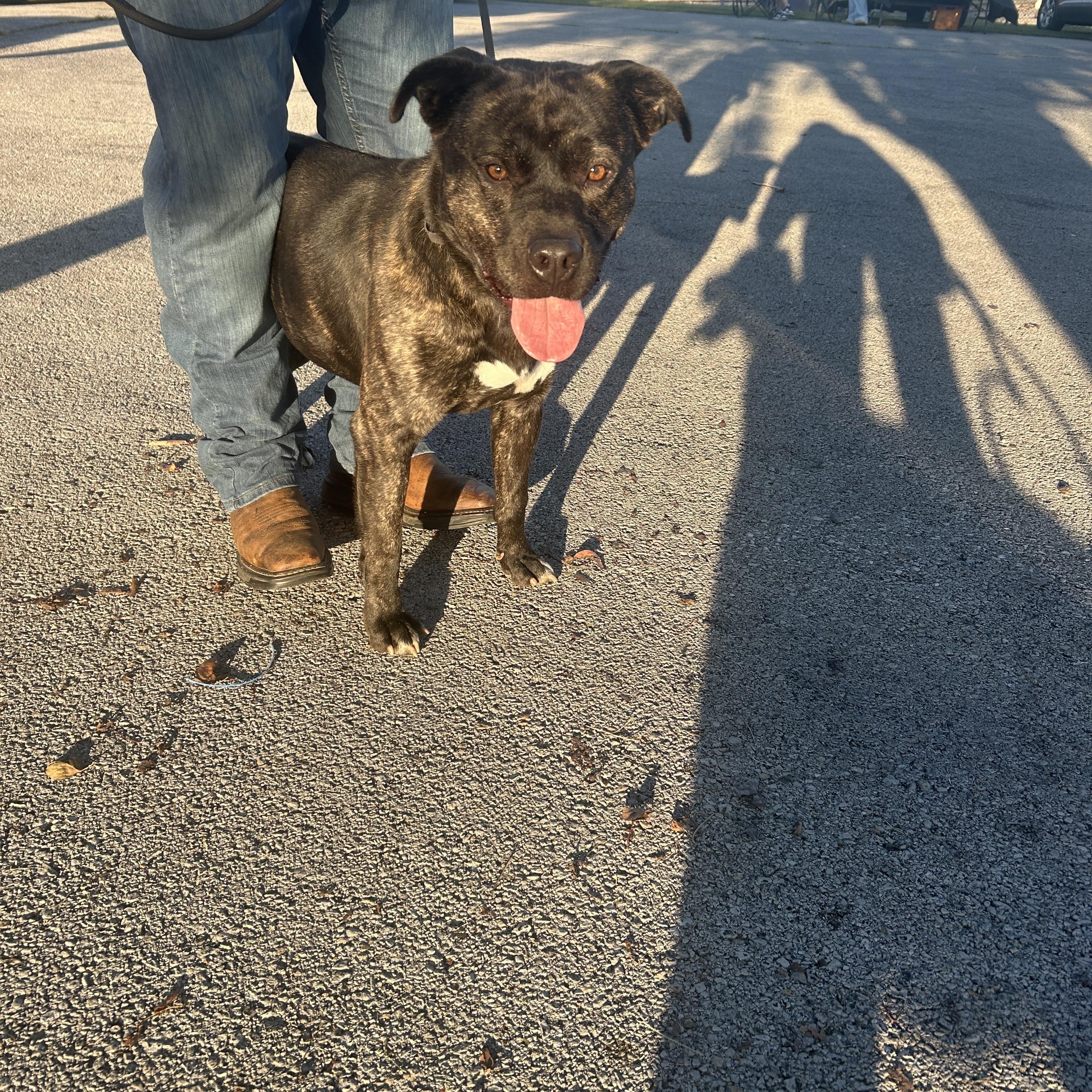 Enlarge Rambo, a Adoptable mixed breed in Mount Sterling, KY image 3/3