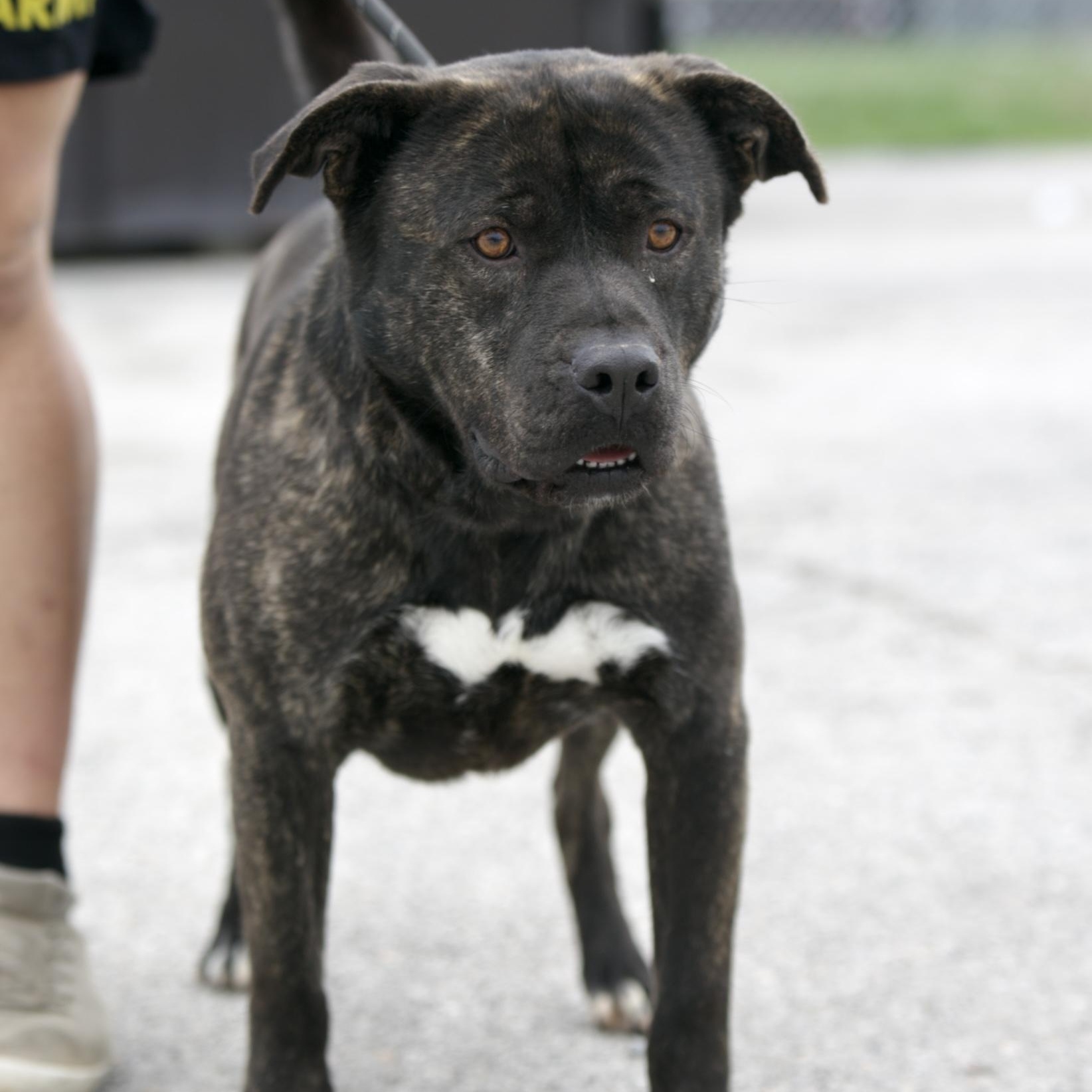 Enlarge Rambo, a Adoptable mixed breed in Mount Sterling, KY image 5/5