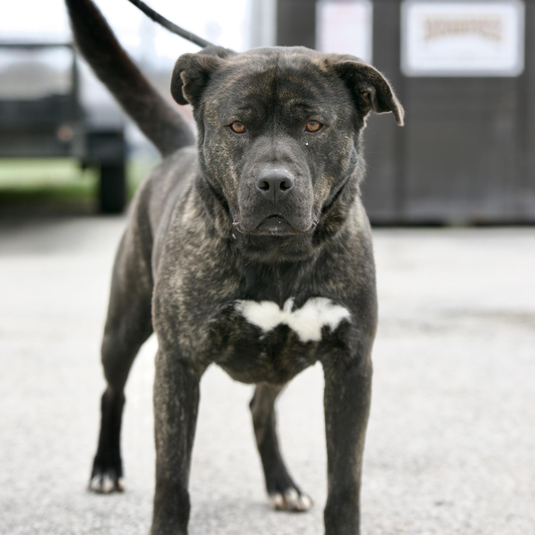 Enlarge Rambo, a Adoptable mixed breed in Mount Sterling, KY image 1/5