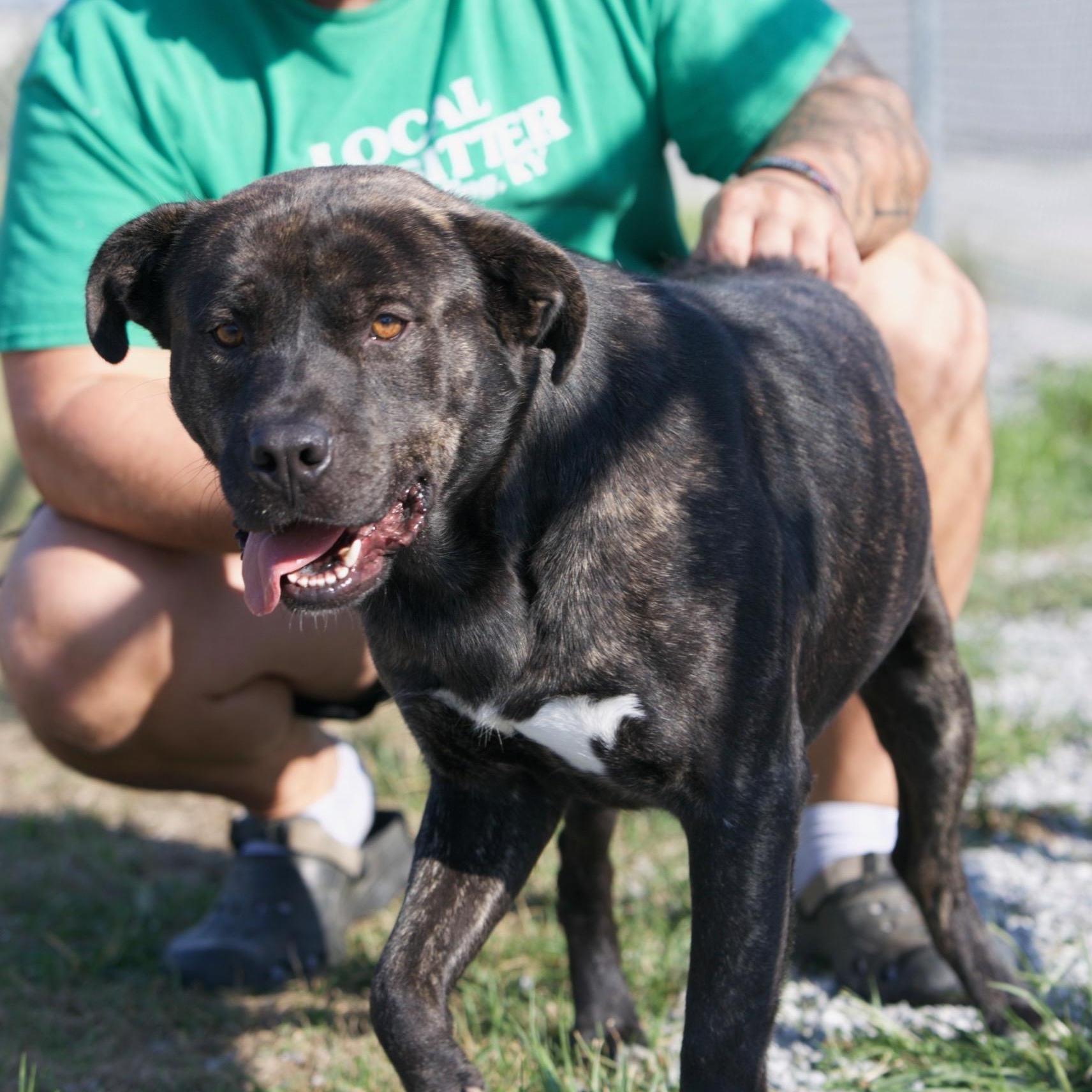 Enlarge Rambo, a Adoptable mixed breed in Mount Sterling, KY image 1/3