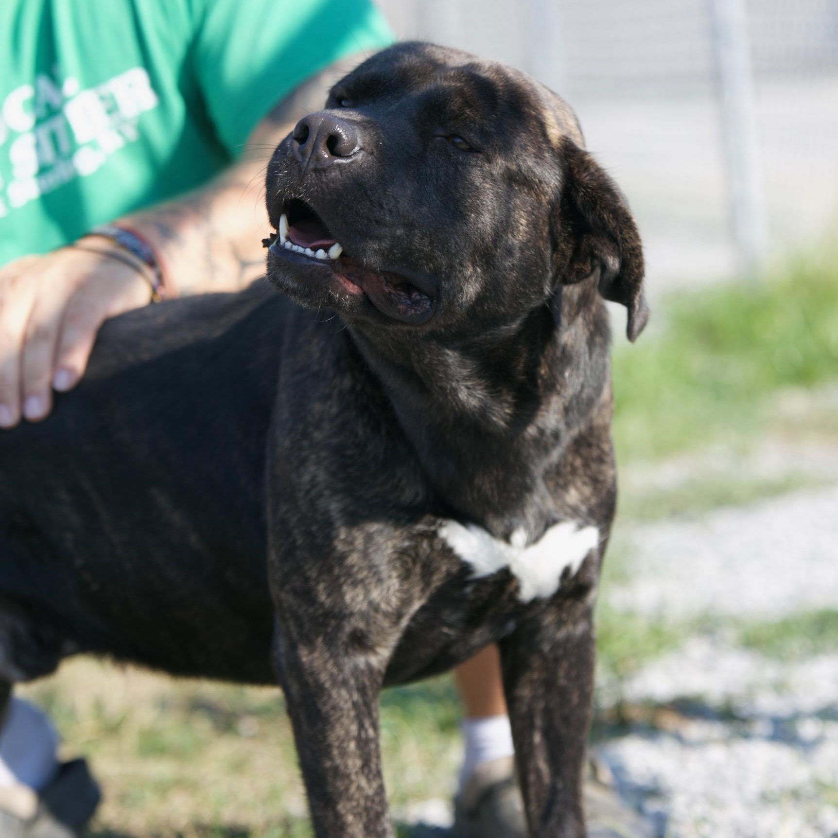 Enlarge Rambo, a Adoptable mixed breed in Mount Sterling, KY image 2/3