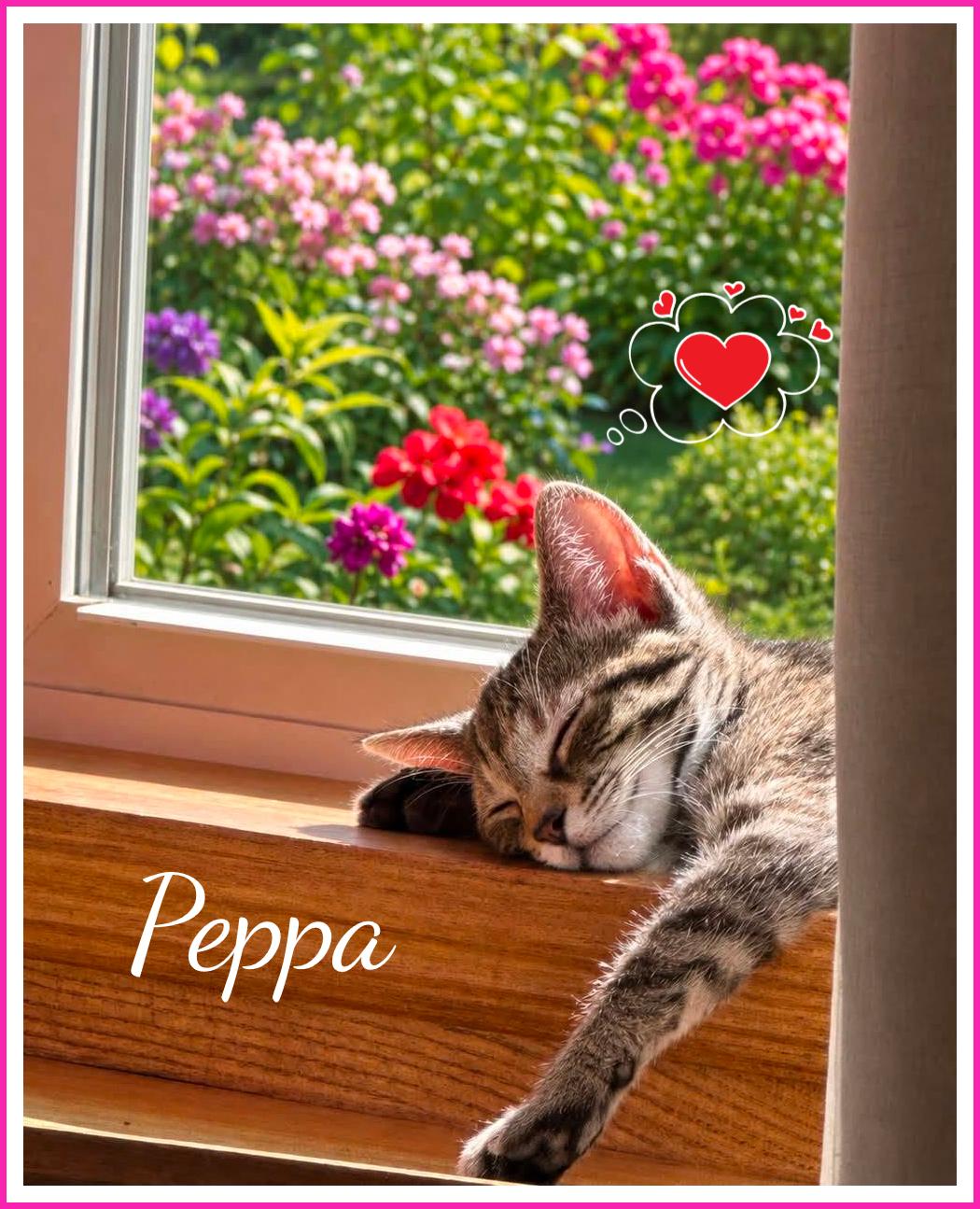 Peppa, adopted, Kitten Female Domestic Short Hair.