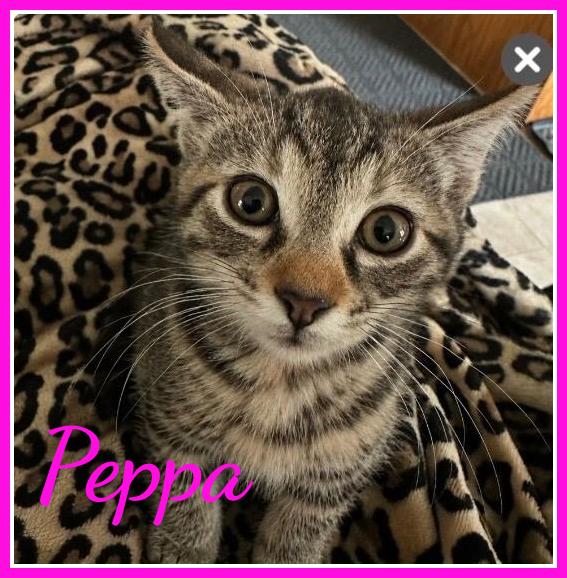 Enlarge Peppa, an adopted Domestic Short Hair in Valley City, ND image 2/2